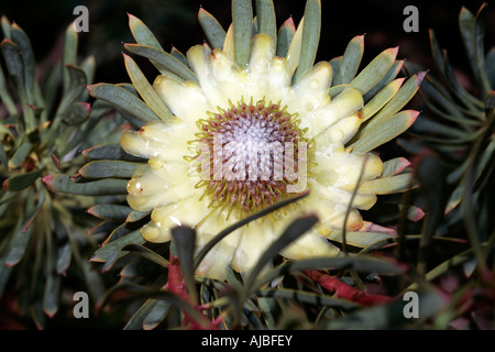 Chiusura del Thistle Protea dopo la pioggia - Protea scolymocephala- Famiglia Proteaceae Foto Stock