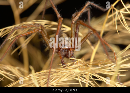 Casa comune Spider (Tegenaria gigantea) Foto Stock