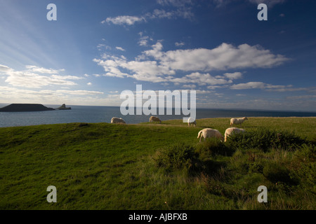 Pecore al pascolo sulle scogliere di Rhossili, con la testa di Worms in background sulla costa di Gower Galles del Sud Foto Stock