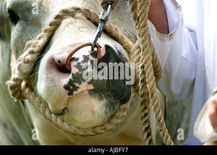 Belga Blue bull a Burwarton mostrano in Shropshire Foto Stock