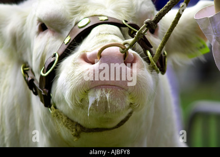 Belga Blue bull a Burwarton mostrano in Shropshire Foto Stock