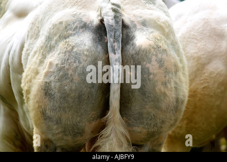 Belga Blue bull a Burwarton mostrano in Shropshire Foto Stock