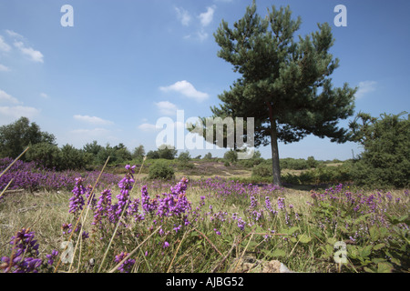 Vista della fioritura heather nella nuova foresta Foto Stock