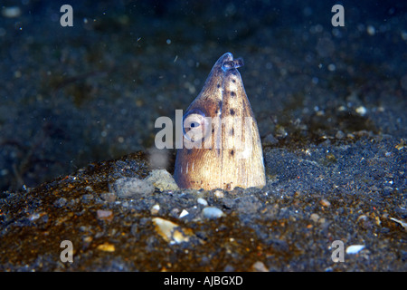 Blacksaddle Snake anguilla (Ophichthus cephalozona) stretto di Lembeh Sulawesi, Indonesia Foto Stock