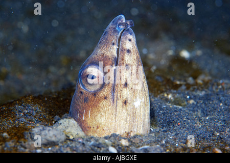 Blacksaddle Snake anguilla (Ophichthus cephalozona) stretto di Lembeh Sulawesi, Indonesia Foto Stock