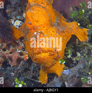 Rana pescatrice presenta verrucosa (Antennarius maculatus) stretto di Lembeh, Nord Sulawesi, Indonesia Foto Stock