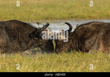 Ritratto di un bufalo (Syncerus caffer) Coppia combattimenti in acqua Foto Stock