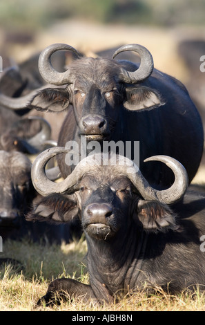 Ritratto di Buffalo (Syncerus caffer) Coppia di Bushveld Foto Stock