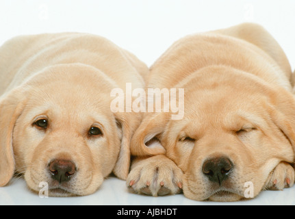 Due Cuccioli affiancati Foto Stock