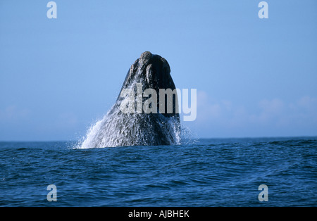 Balena Franca Australe (Eubaleana australis) violare la superficie dell'oceano Foto Stock