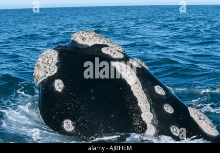 Balena Franca Australe (Eubaleana australis) Spy hopping nell'oceano Foto Stock