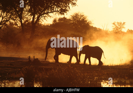 Silhouette di un elefante africano (Loxodonta africana) Madre e vitello a piedi attraverso il Veld al tramonto Foto Stock