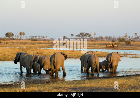 Vista posteriore dell' elefante africano (Loxodonta africana) Allevamento in acqua Foto Stock