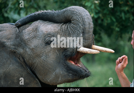 Rimasto orfano dell' elefante africano (Loxodonta africana) essendo alimentato da un rehabilitator Foto Stock