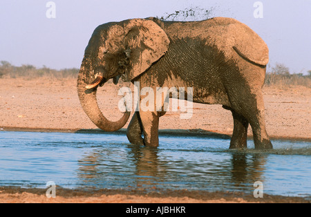 Profilo di un elefante africano (Loxodonta africana) il raffreddamento in acqua al Waterhole Foto Stock