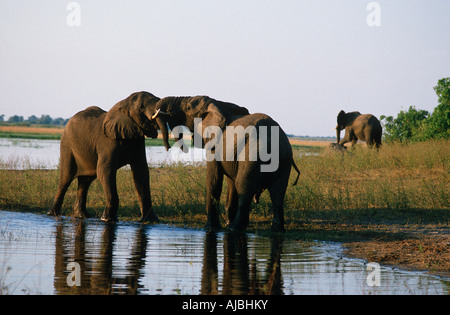 Elefante africano (Loxodonta africana) Tori Tussling nell'acqua Foto Stock
