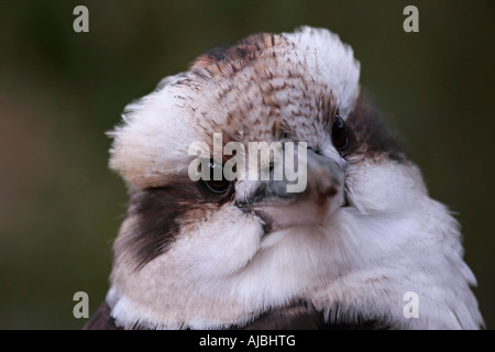 Ritratto di una sola figlia Kookaburra (Dacelo novaeguineae) Foto Stock