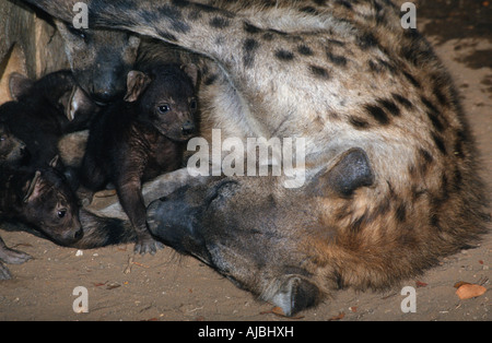 Spotted Hyena (Crocuta crocuta) Cucciolo lattante sulla sua Madre Foto Stock