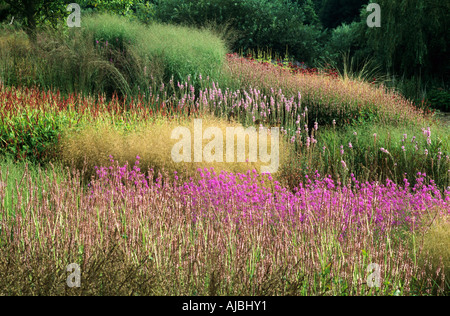 Pensthorpe Millenium Giardino Ago Sett graminacee Lythrum Piet Oudolf designer Foto Stock