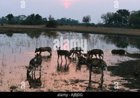 Cane selvatico (Lycaon pictus) Pack a bordo d'acqua al tramonto Foto Stock