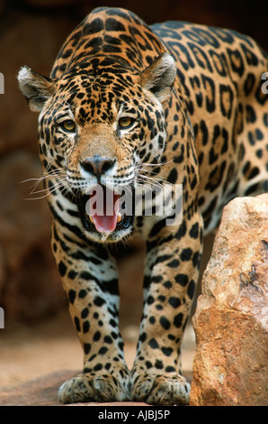 Jaguar (Panthera onca) - Ritratto Foto Stock