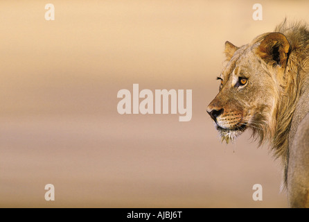 Giovane Maschio Lion (Panthera leo) sul Belvedere Foto Stock