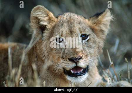 Close-up verticale di un Lion Cub (Panthera leo) giacente nel Bushveld Foto Stock
