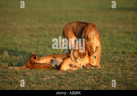 Leonessa (Panthera leo) Coppia e lupetti sulla pianura Bushveld Foto Stock