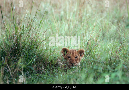 Lion Cub (Panthera leo) giacenti in erba lunga Foto Stock