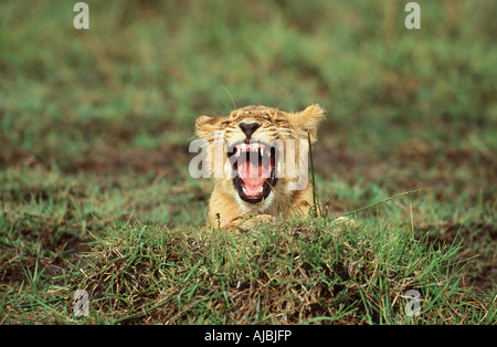Lion (Panthera leo ) Cub sbadigliare nell'erba verde Foto Stock