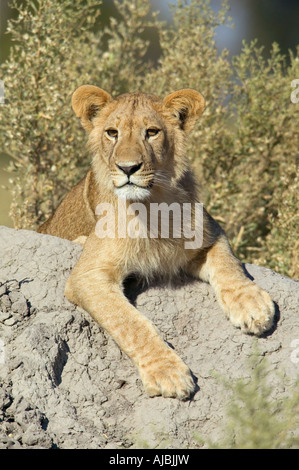 Leone maschio (Panthera leo) Cub giacente su un tumulo Termite Foto Stock