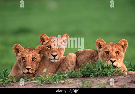 Lion (Panthera leo) Cub Trio giacente in erba verde e rivolto in avanti Foto Stock