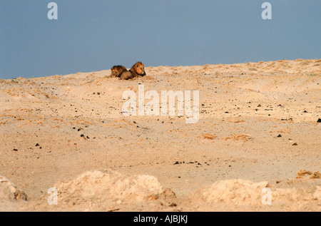 Due leoni maschio (Panthera leo) che giace accanto a ogni altro su di una duna di sabbia Foto Stock