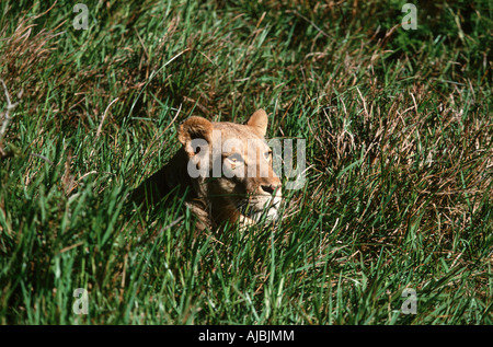 Leonessa (Panthera leo) giacenti in erba verde Foto Stock