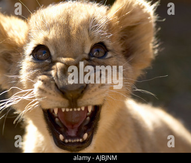 Close-up verticale di un Lion Cub (Panthera leo) ringhiando Foto Stock