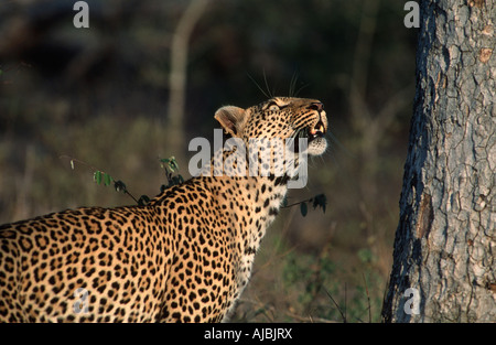 Leopard (Panthera pardus) cercando un albero Foto Stock