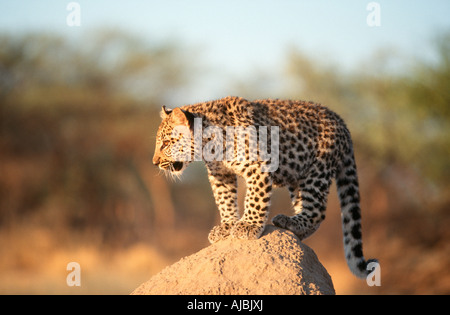 Leopard (Panthera pardus) Cub in piedi su un tumulo Termite Foto Stock