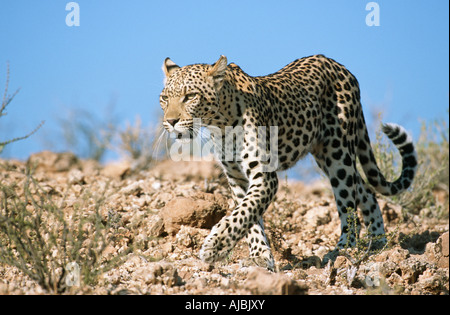 Ritratto di un Leopard (Panthera pardus) a piedi attraverso il Bushveld Foto Stock