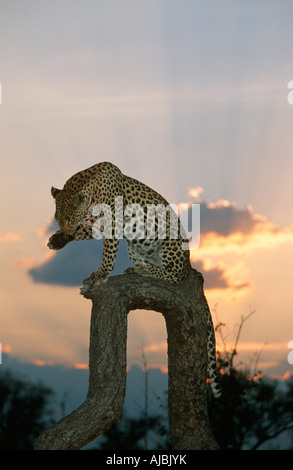 Ritratto di un Leopard (Panthera pardus) leccare la zampa e seduta su un ramo di albero al tramonto Foto Stock