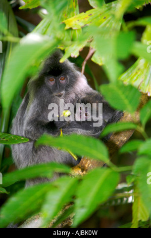 Foglia argentata di scimmia (Presbytis cristata) con il bambino Foto Stock