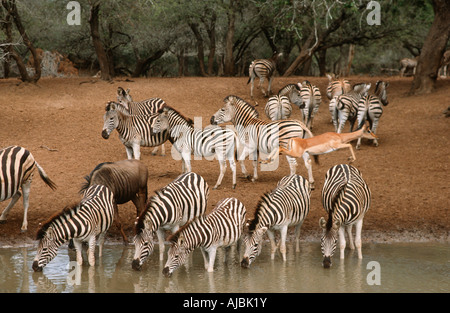 Impala (Aepyceros melampus) saltando oltre la Burchell Zebra (Equus burchellii) Acqua Potabile Foto Stock