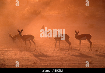 Springbok (Antidorcas marsupialis) Allevamento sulla pianura polverosa di Sunrise Foto Stock