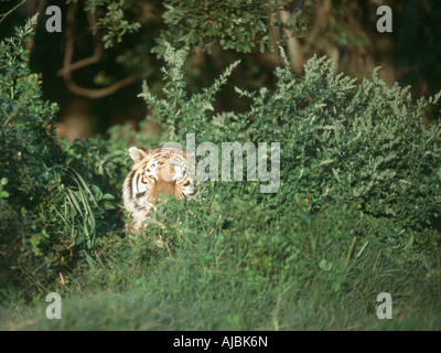 Tigre del Bengala (Panthera tigris) il peering da dietro una boccola Foto Stock