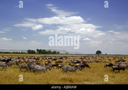 Ritratto di una migrazione di GNU blu (Connochaetes taurinus) e Burchell's Zebra (Equus burchellii) Allevamenti Foto Stock