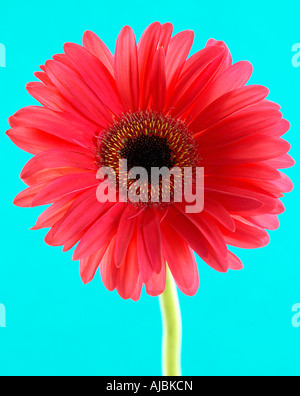 Red Barberton Daisy (Gerbera jamesonii) su uno sfondo blu Foto Stock