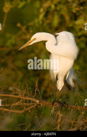 Grande Airone bianco (Casmerodius Albus) seduto su un ramo di Sunrise Foto Stock