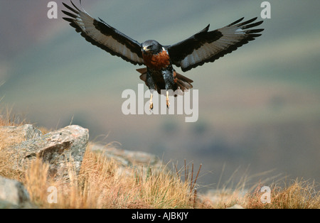 Ritratto di un Jackal Poiana (Buteo rufofuscus) in atterraggio Foto Stock