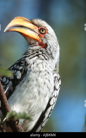 Close-up di un Southern giallo-fatturati Hornbill (Tockus leucomelas) appollaiato su un ramo Foto Stock