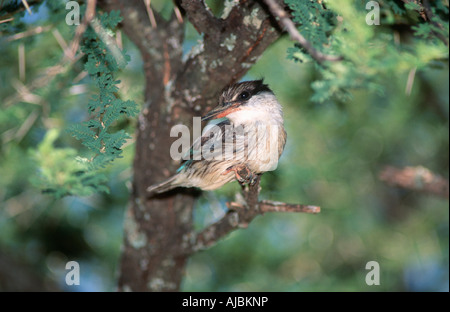 Striped Kingfisher (Halcyon chelicuti) appollaiato su un ramo di albero Foto Stock