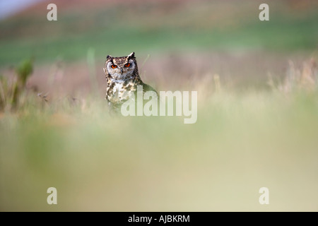 Capo gufo reale (Bubo capensis) in seduta Bushveld Foto Stock